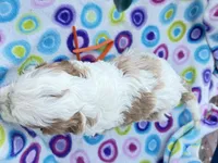 Salome, a female Cavapoo for sale in Amarillo, TX – Photo 4 of 5