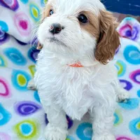 Salome, a female Cavapoo for sale in Amarillo, TX – Photo 1 of 5