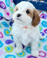 Salome, a female Cavapoo for sale in Amarillo, TX – Photo 1 of 5