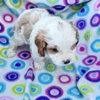 Salome, a female Cavapoo for sale in Amarillo, TX – Photo 3 of 5