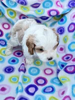 Salome, a female Cavapoo for sale in Amarillo, TX – Photo 3 of 5