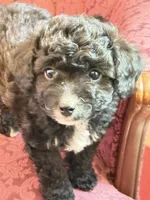 Boy 1, a male Cavapoo for sale in Amarillo, TX – 3 of 7