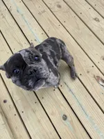 Bubs, a male French Bulldog for sale in Moody, MO – Photo 1 of 2