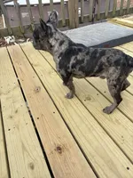 Bubs, a male French Bulldog for sale in Moody, MO – Photo 2 of 2