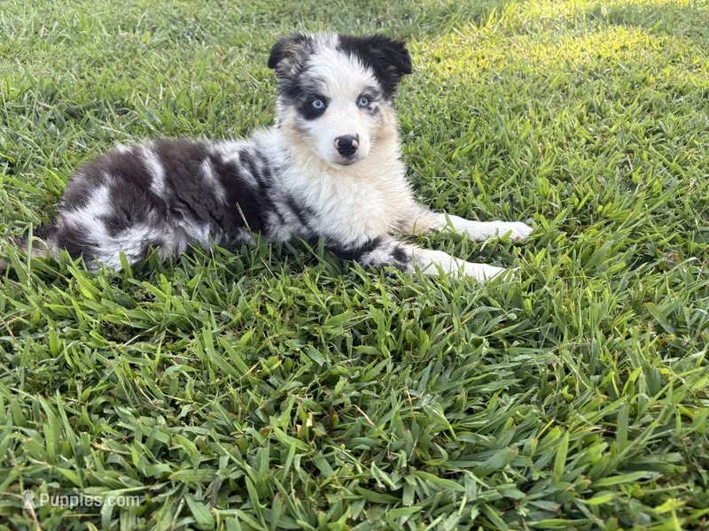 Elsie  – Australian Shepherd puppy for sale in Moody, MO