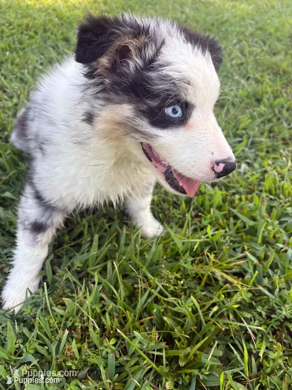 AKC Elsie  – Australian Shepherd puppy for sale in Moody, MO