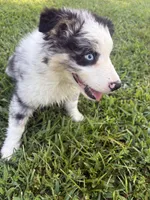 Elsie , a female Australian Shepherd for sale in Moody, MO – 3 of 3