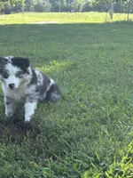 Elsie , a female Australian Shepherd for sale in Moody, MO – 2 of 3