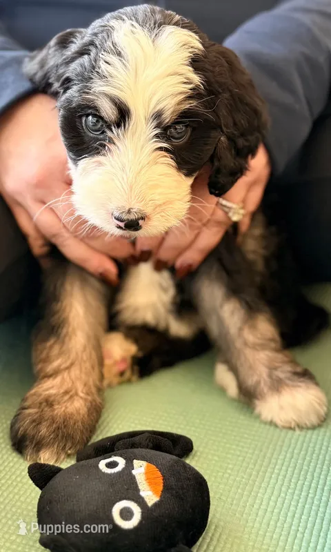 Lily – Bernedoodle puppy for sale in Bellevue, WA