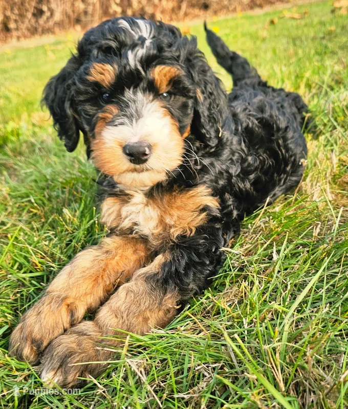 Jenny – Bernedoodle puppy for sale in Bellevue, WA