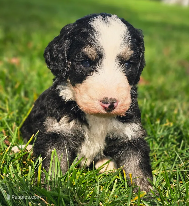 Lily – Bernedoodle puppy for sale in Bellevue, WA