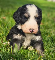 Lily, a female Bernedoodle for sale in Bellevue, WA – 1 of 1