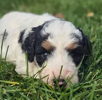 Willow, a female Bernedoodle for sale in Bellevue, WA – 2 of 2