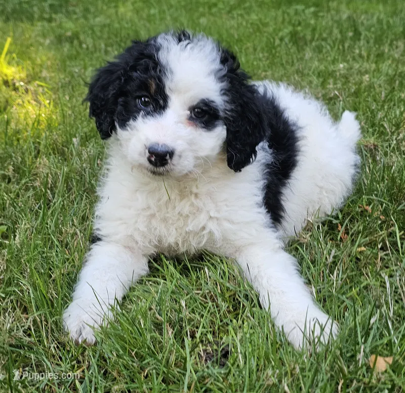 Emma – Bernedoodle puppy for sale in Bellevue, WA