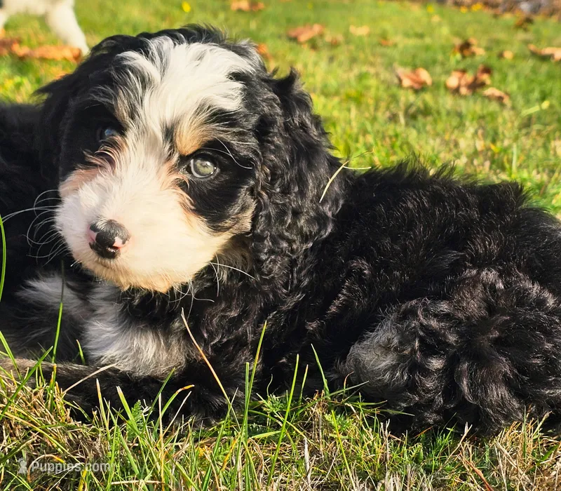 Lily – Bernedoodle puppy for sale in Bellevue, WA