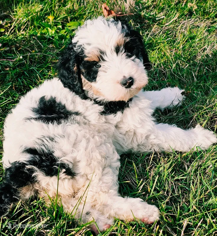 Willow – Bernedoodle puppy for sale in Bellevue, WA
