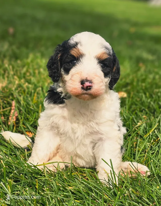 Willow – Bernedoodle puppy for sale in Bellevue, WA
