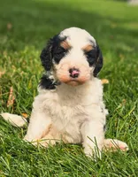 Willow, a female Bernedoodle for sale in Bellevue, WA – 1 of 2