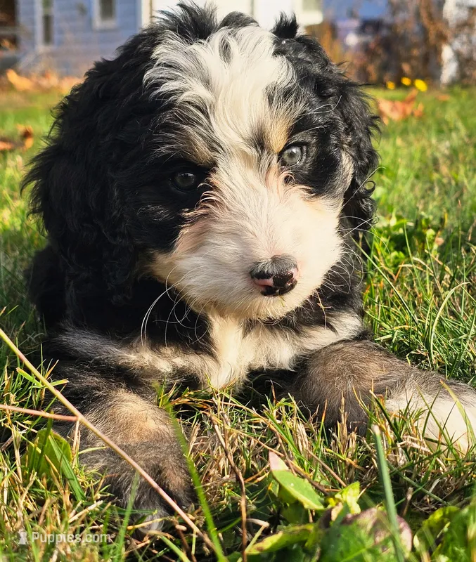 Lily – Bernedoodle puppy for sale in Bellevue, WA