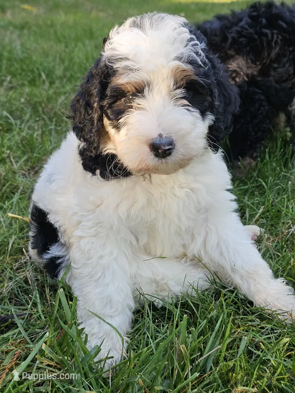 Willow – Bernedoodle puppy for sale in Bellevue, WA