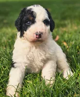 Emma, a female Bernedoodle for sale in Bellevue, WA – 2 of 2