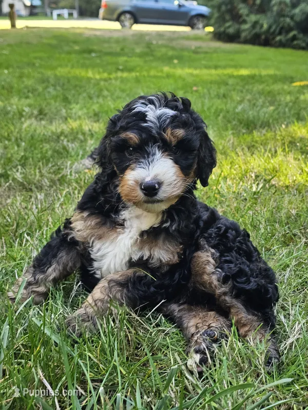 Jenny – Bernedoodle puppy for sale in Bellevue, WA