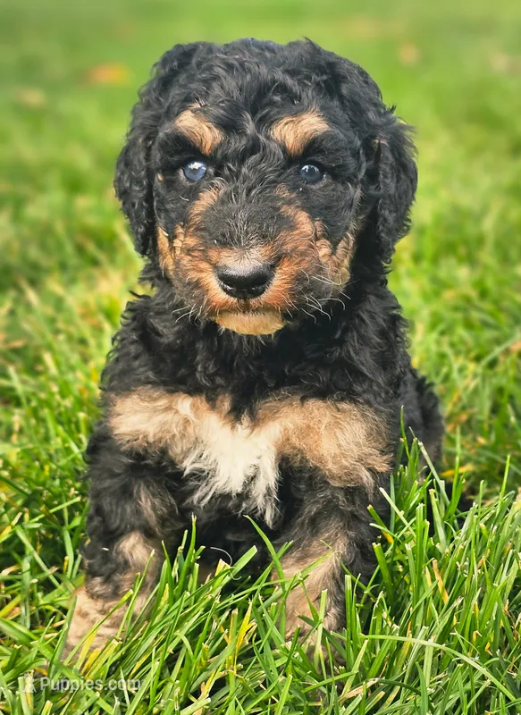 Rosie – Bernedoodle puppy for sale in Bellevue, WA