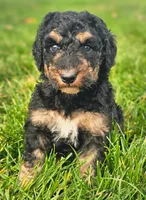 Rosie, a female Bernedoodle for sale in Bellevue, WA – 1 of 2