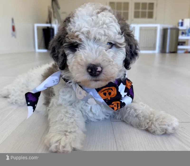 Maggie – Bernedoodle puppy for sale in Bellevue, WA