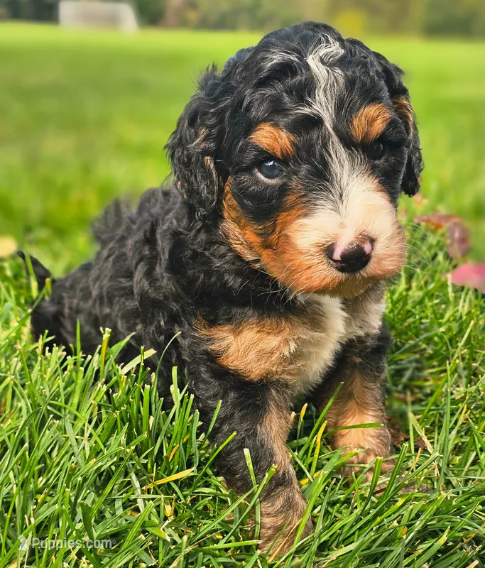 Jenny – Bernedoodle puppy for sale in Bellevue, WA