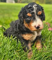 Jenny, a female Bernedoodle for sale in Bellevue, WA – 1 of 1