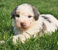 Maggie, a female Bernedoodle for sale in Bellevue, WA – 2 of 2