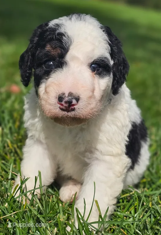 Emma – Bernedoodle puppy for sale in Bellevue, WA