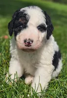 Emma, a female Bernedoodle for sale in Bellevue, WA – 1 of 2