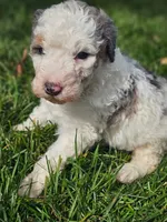 Maggie, a female Bernedoodle for sale in Bellevue, WA – 1 of 2