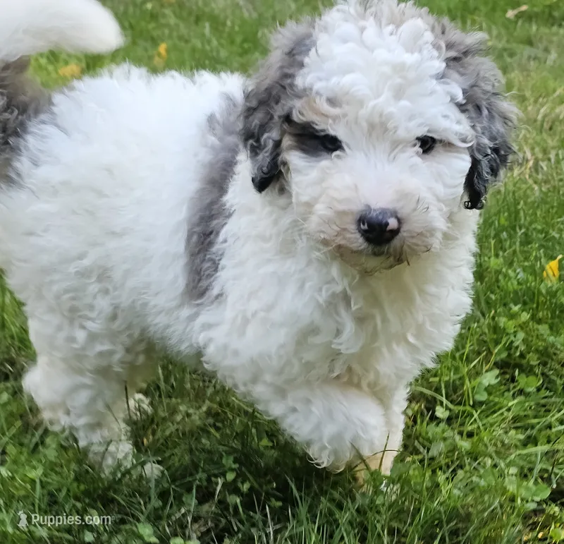 Maggie – Bernedoodle puppy for sale in Bellevue, WA