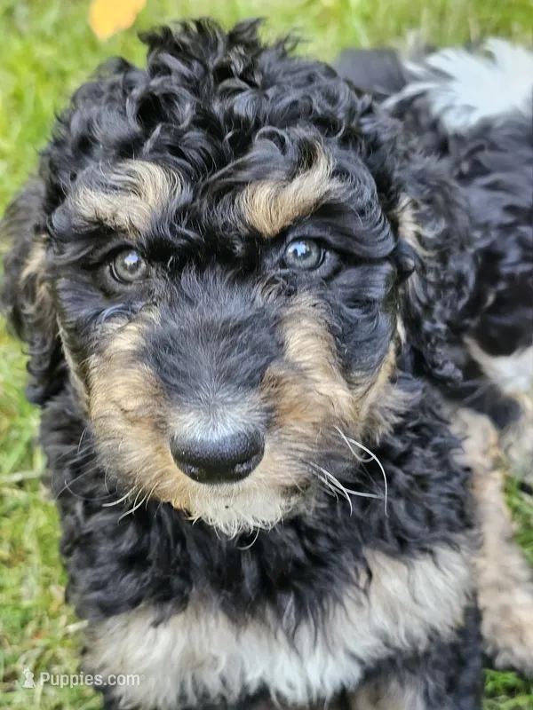 Rosie – Bernedoodle puppy for sale in Bellevue, WA