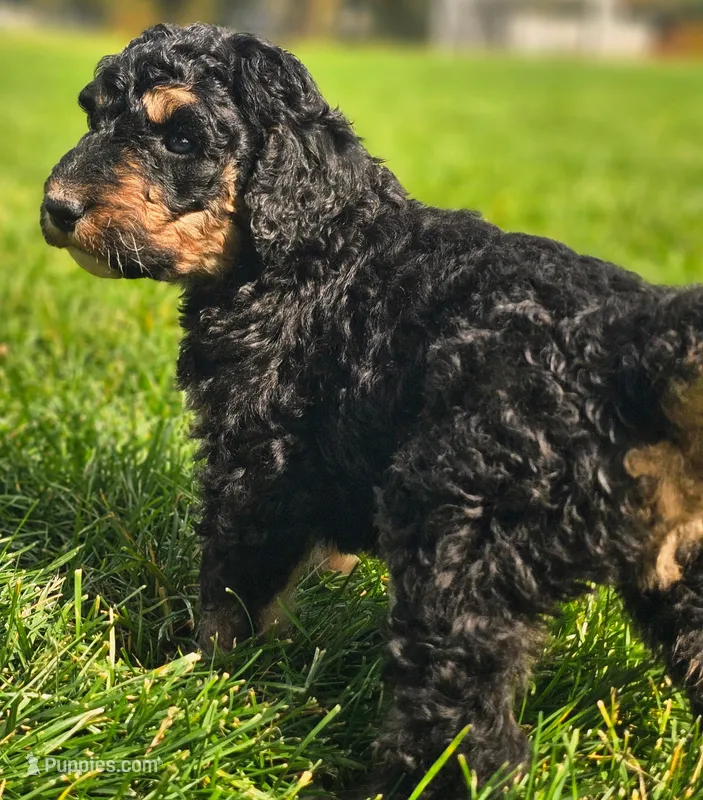 Rosie – Bernedoodle puppy for sale in Bellevue, WA