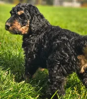 Rosie, a female Bernedoodle for sale in Bellevue, WA – 2 of 2