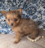 Milo, a male Pomeranian and Yorkshire Terrier for sale in Lewisburg, KY – Photo 3 of 8