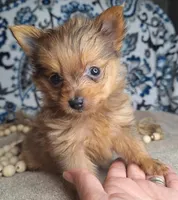 Milo, a male Pomeranian and Yorkshire Terrier for sale in Lewisburg, KY – Photo 2 of 8