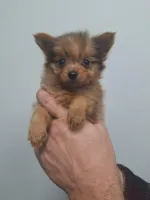 Milo, a male Pomeranian and Yorkshire Terrier for sale in Lewisburg, KY – Photo 1 of 8