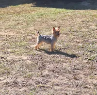 Milo, a male Pomeranian and Yorkshire Terrier for sale in Lewisburg, KY – Photo 8 of 8