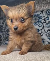 Milo, a male Pomeranian and Yorkshire Terrier for sale in Lewisburg, KY – Photo 5 of 8