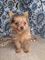 Milo, a male Pomeranian and Yorkshire Terrier for sale in Lewisburg, KY – Photo 4 of 8