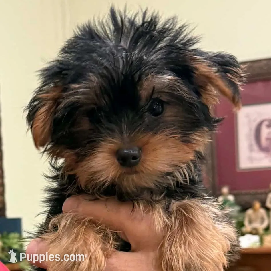 Tank, a male Yorkshire Terrier for sale in Lewisburg, KY – Photo 2 of 5