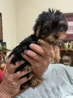 Tank, a male Yorkshire Terrier for sale in Lewisburg, KY – Photo 1 of 5