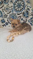 Tucker, a male Pomeranian and Yorkshire Terrier for sale in Lewisburg, KY – Photo 2 of 5
