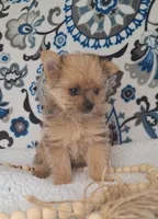 Tucker, a male Pomeranian and Yorkshire Terrier for sale in Lewisburg, KY – Photo 3 of 5