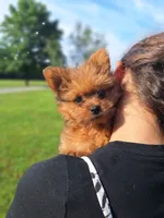 Lucky, a female Pomeranian and Yorkshire Terrier for sale in Lewisburg, KY – 3 of 4